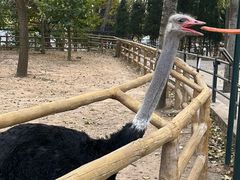 -大连森林动物园