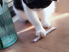 -海边的猫和咖啡馆
