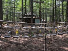 -黄海国家森林公园