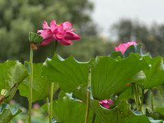 -莲花池公园