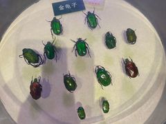 -陕西自然博物馆