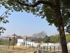 -合肥野生动物园