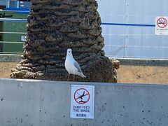 -悉尼鱼市场