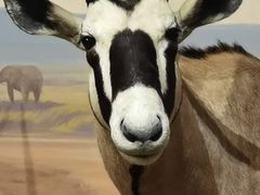 -陕西自然博物馆