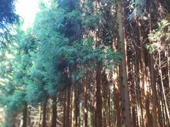 -武陵山森林公园
