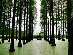 -渌洋湖湿地公园