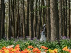 -上海共青森林公园