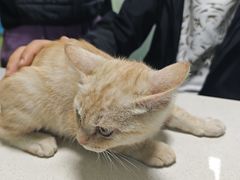 -瑞派旺宝宠物医院·犬猫全科综合·尿道专科(莲兴院)