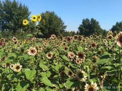 -长白岛森林公园