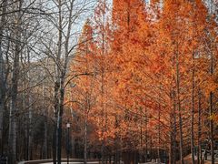 -白水寺森林公园