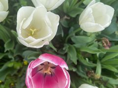 -上海鲜花港