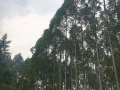 -桉树林A coffee 森林餐厅(三圣乡店)
