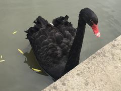 -鹅湖玫瑰文化园