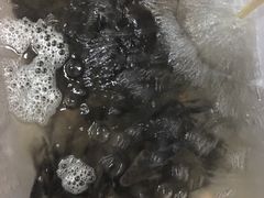 -金海椒罐罐鲢鱼(东方桂苑店)