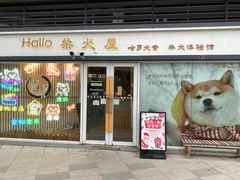 -南京Hallo宠物乐园·哈罗犬舍·柴犬繁育基地