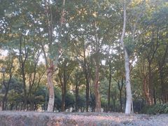 -后襄河公园