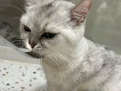 -毛绒耶耶撸宠馆·猫咖·狗咖·荷兰猪咖