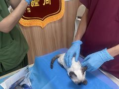 -瑞鹏宠物医院·内科·中兽医·骨科(苗圃店)