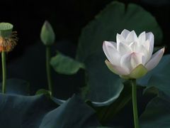 -清晏园