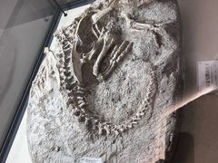 -辽宁古生物博物馆
