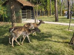 -合肥滨湖国家森林公园