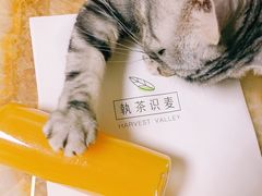 芒果汁-执茶识麦(万达华府店)