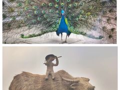 -乌村