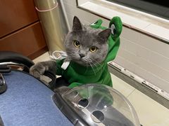 -艾贝尔宠物医院·24H转诊中心·肿瘤猫专科(江宁双龙店)