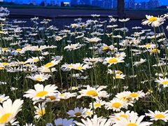 -汉长安城未央宫国家考古遗址公园