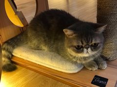 -滚猫咖啡·猫咖·猫友好撸猫(未来城店)