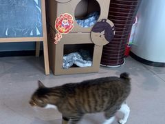 -御宝贝·A梦猫科宠物医院(国际猫友好医院)