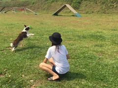 -良成狗狗乐园