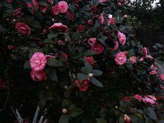 -南山植物园