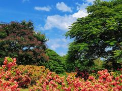 -中国科学院西双版纳热带植物园