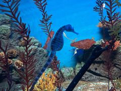 -上海海洋水族馆