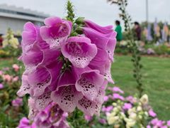 -深圳国际园林花卉博览园