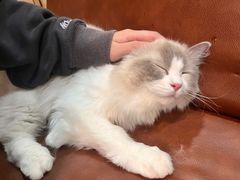 -MOCHA明星猫咖(田子坊店)