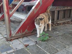 -长春观