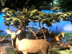 -国家自然博物馆