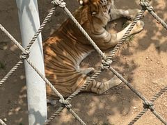 -西霞口神雕山野生动物世界