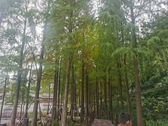 -重庆彩云湖湿地公园