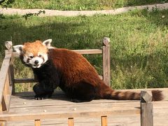 -青岛森林野生动物世界
