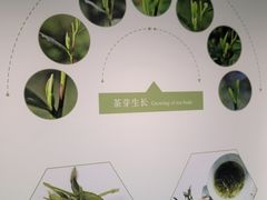 -中国茶叶博物馆(双峰馆区)