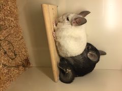 龙猫仔乐园(惠福东路店)-龙猫仔乐园(惠福东路店)