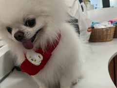 -奈斯宠物医院·核磁CT·异宠专科·内镜(中南店)