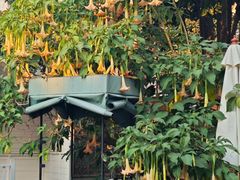 -溪岸路花鸟市场