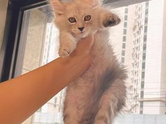 -十年猫舍·猫咪专门店(普陀店)