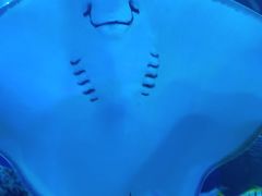 -芜湖新华联大白鲸海洋公园