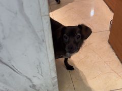 -瑞派申生动物医院·24H夜诊·国际动物医疗中心·骨外科(吴中路店)