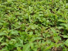 -南国桃园旅游度假区